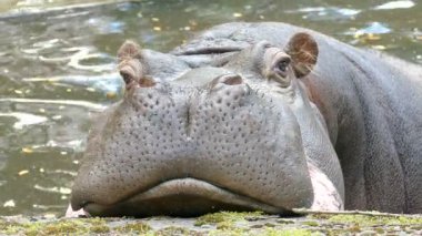 Ortak su aygırı. Su aygırı amphibius. Su aygırı