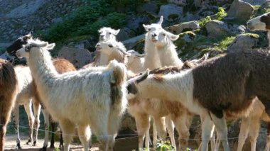 Llamas (lama glama sürüsü)