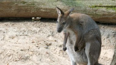 Kızıl enseli kanguru. Bennett'ın kanguru. Macropus rufogriseus