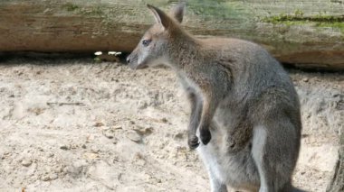 Kızıl enseli kanguru. Bennett'ın kanguru. Macropus rufogriseus