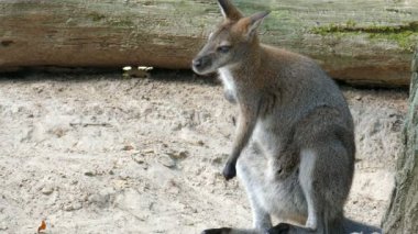 Kızıl enseli kanguru. Bennett'ın kanguru. Macropus rufogriseus