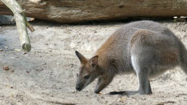 Kızıl enseli kanguru. Bennett'ın kanguru. Macropus rufogriseus