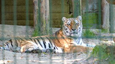 Sibirya kaplanı (Panthera tigris altaica). Vahşi hayvanlar esaret içinde