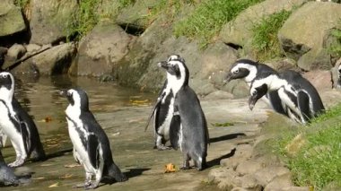 Afrika penguen (Spheniscus demersus)