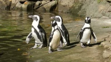 Afrika penguen (Spheniscus demersus)