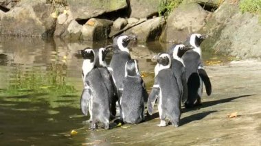 Afrika penguen (Spheniscus demersus)