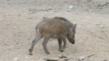 Vahşi genç yaban domuzu (Sus scrofa) ve bir çalışma odasında yetişkin yaban domuzu