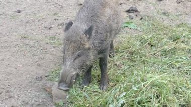Yaban domuzu yeme (Sus scrofa)