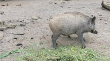 Yaban domuzları yiyor (Sus scrofa)