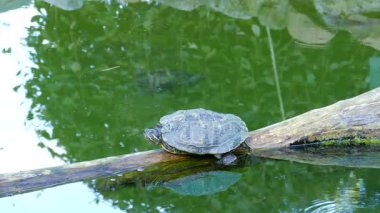 Kırmızı kulaklı kaymak kaplumbağa havuzda. Trachemys Scripta Elegans