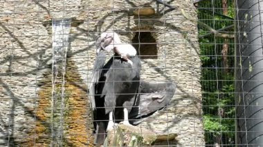 And condor (Vultur gryphus). Vahşi hayvanlar esaret içinde