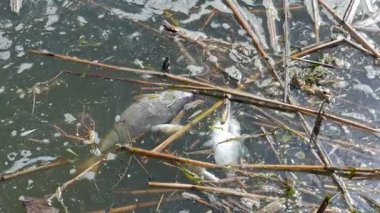 Su kirliliği. Suda ölü balık