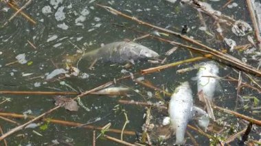 Su kirliliği. Suda ölü balık