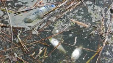 Su kirliliği. Ölü balık ve plastik atık