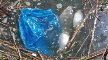 Su kirliliği. Plastik torba ve ölü balık