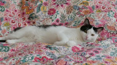 Renkli bir yatak örtüsü üzerinde kedi 