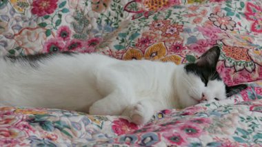 Kedi dikkatle başını kaldırıyor ve bir sonraki esniyor.