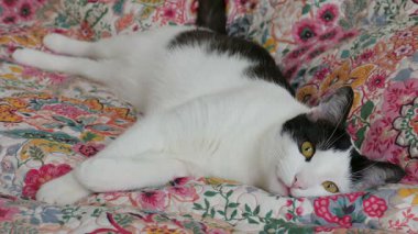 Renkli bir yatak örtüsü üzerinde kedi 