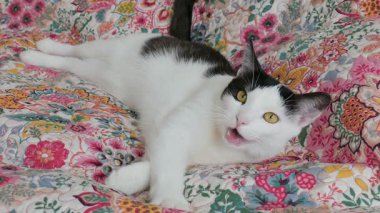 Kedi dikkatle başını kaldırıyor ve bir sonraki esniyor.