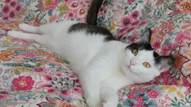 Renkli bir yatak örtüsü üzerinde Kedi miyavlama olduğunu