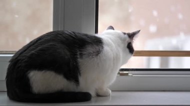 Kedi düşen bir kar izliyor. Kış
