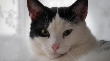 Kameraya bakarak bir kedi portresi