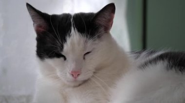 Uykulu bir kedinin portresi