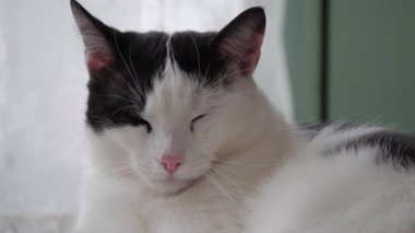 Uykulu bir kedinin portresi