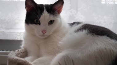 Kameraya bakarak bir kedi portresi