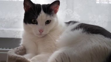 Dinlenen bir kedinin portresi