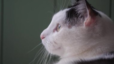 Kedi pencereden bakıyor. Bir kedi portresi