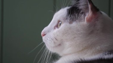 Bir kedi portresi. Kedi pencereden bakıyor