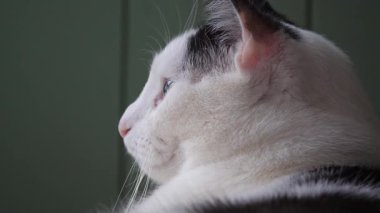 Kedi pencereden bakıyor. Bir kedi portresi