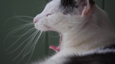 Kedi pencereden bakıyor ve esneme
