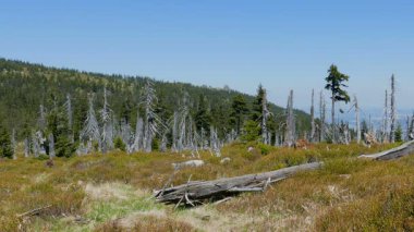 Karkonosze/Krkonose dağlarda ölü ağaç yolu