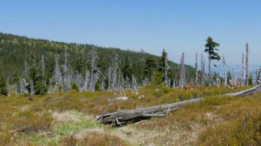 Karkonosze/Krkonose dağlarda ölü ağaç yolu