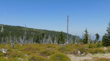 Karkonosze/Krkonose dağlarda ölü ağaç yolu