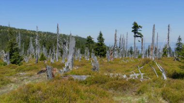 Ölü ağaçlar. CO2 ve So2 emisyon. Asit yağmurları.