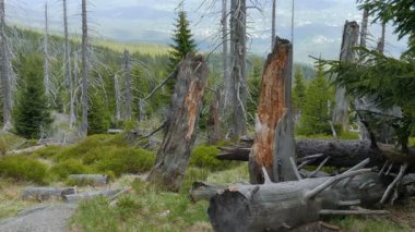 Ölü ağaç yolu. CO2 ve So2 emisyon. Asit yağmurları. Hava kirliliği