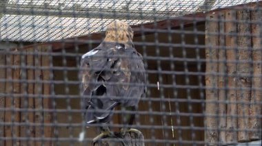 Tutsak altın kartal (Aquila chrysaetos)