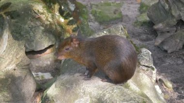 Orta Amerika agutisi. Dasyprocta punctata
