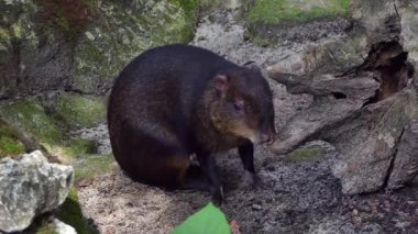 Orta Amerika agutisi. Dasyprocta punctata