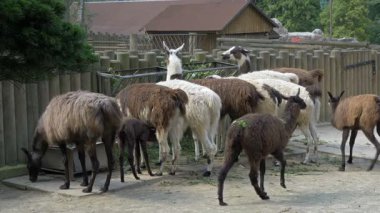 Çok. Lama guanicoe