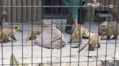 Hayvanat bahçesinde beslenme zamanı. Güney Amerika coati veya ring-tailed coati (Nasua nasua)