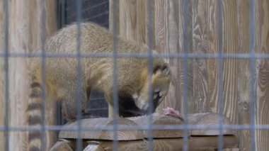 Güney Amerika coati et yiyor. 