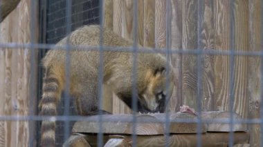 Güney Amerika coati hayvanat bahçesinde et yiyor