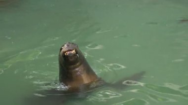 Güney Amerika deniz aslanı erkek. Otaria flavescens