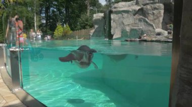 KRAKOW, POLAND - 20 Eylül 2017: Aileler hayvanat bahçesindeki havuzda yüzen Humboldt penguenlerini izliyor