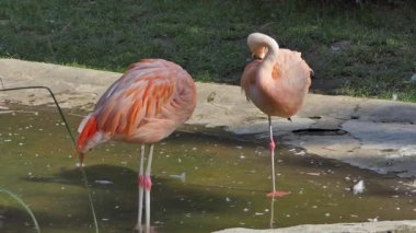 James's flamingo (Phoenicoparrus jamesi)