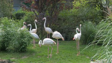 James'in flamingo (Phoenicoparrus jamesi) sürüsü